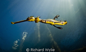 "Short Tail Weedy Seadragon". This weedy seadragon has ha... by Richard Wylie 